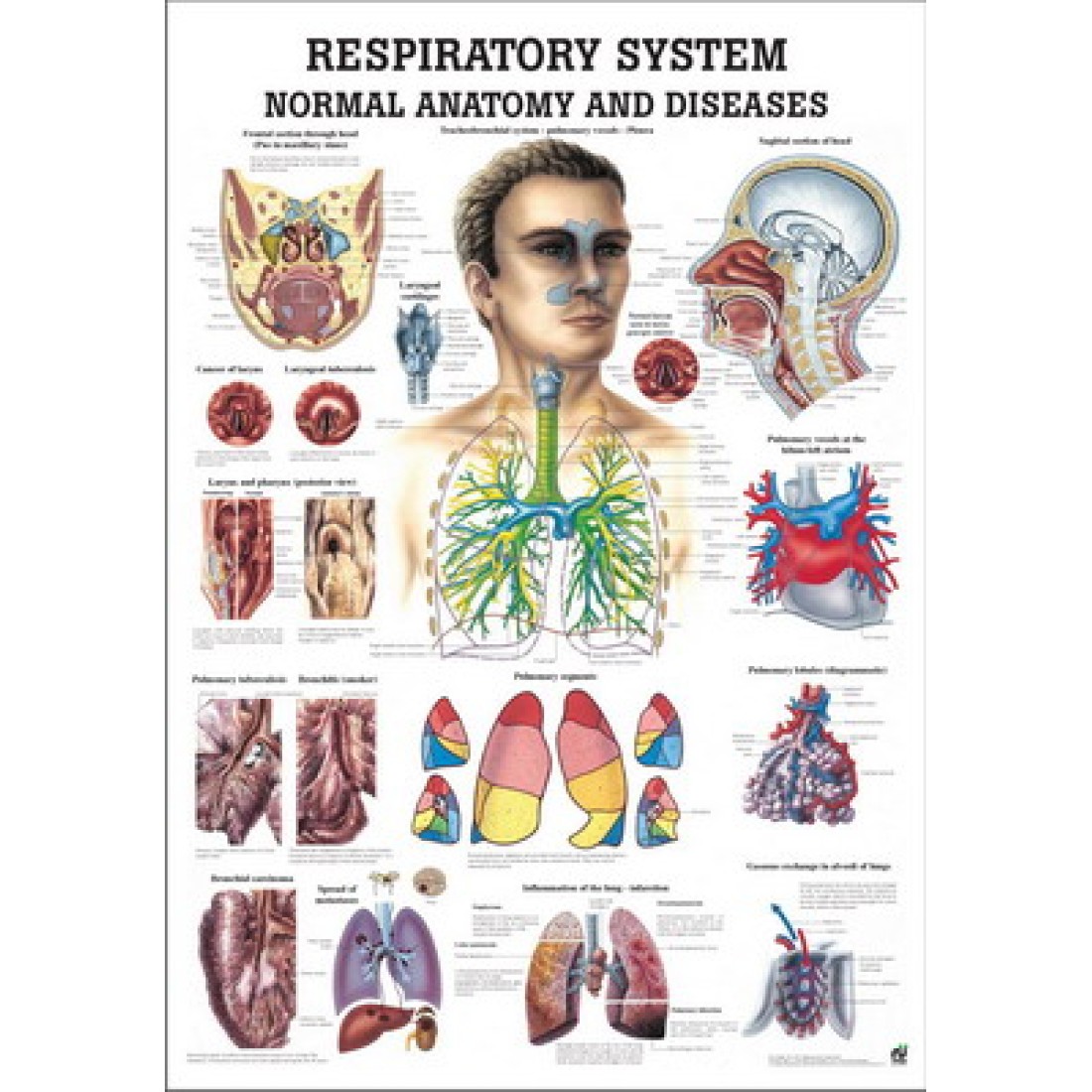 Respiratory System Poster 70x100 Laminated | Herbs &amp; Touch